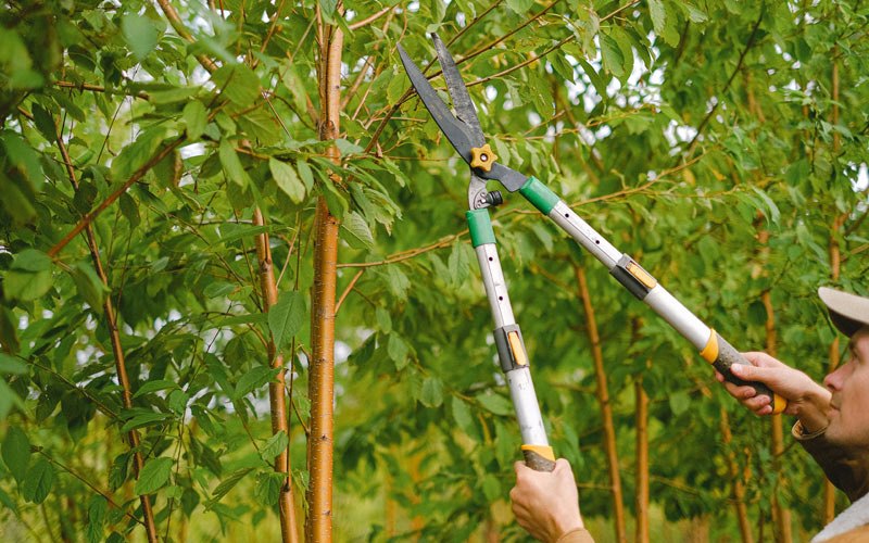 Tree trimming in Hindsboro, IL